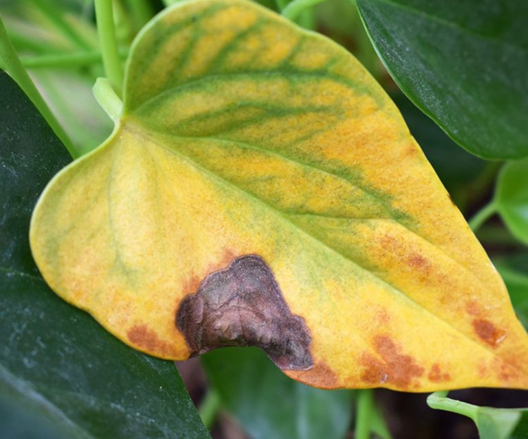 Cómo evitar que las hojas de las plantas se pongan amarillas