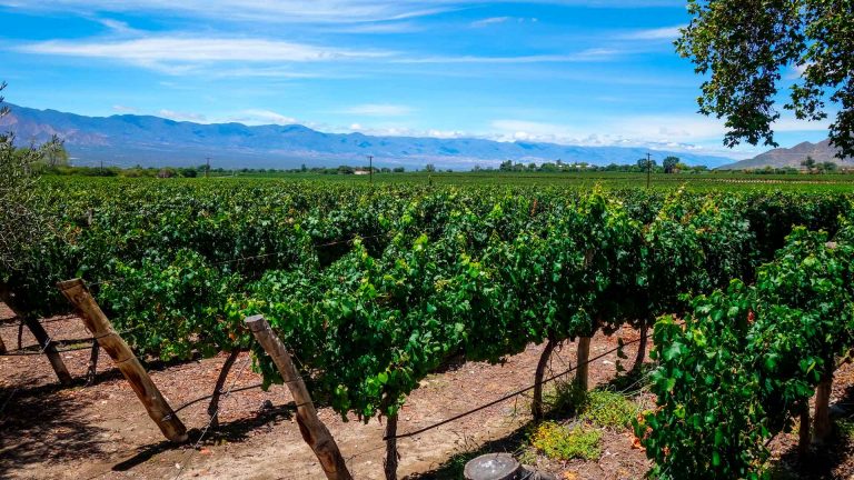 Las bodegas de Rioja lideran el podio de la reconocida Guía Peñín 2022