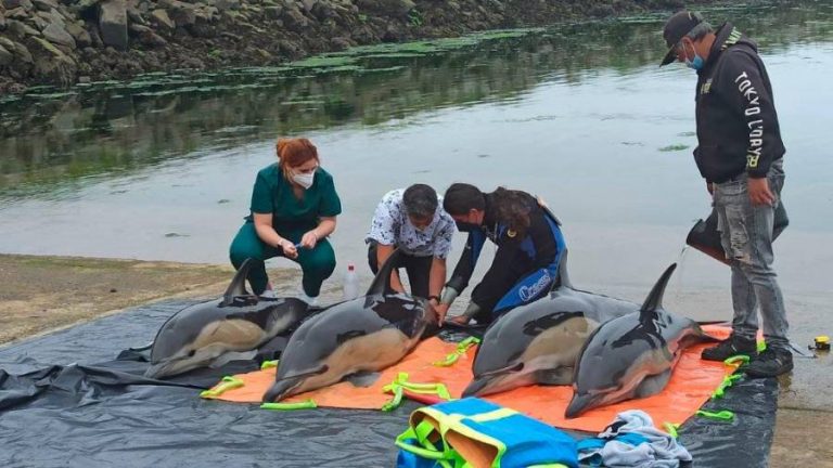 Liberados cuatro delfines que se quedaron varados en la ría de Arousa