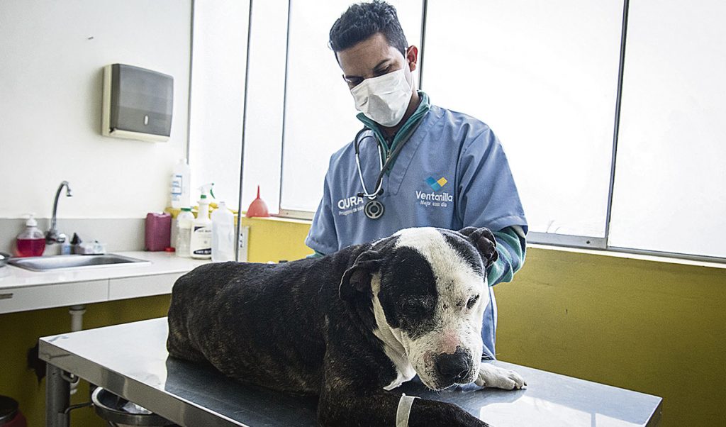 Los veterinarios piden que se les reconozca como profesion de riesgo