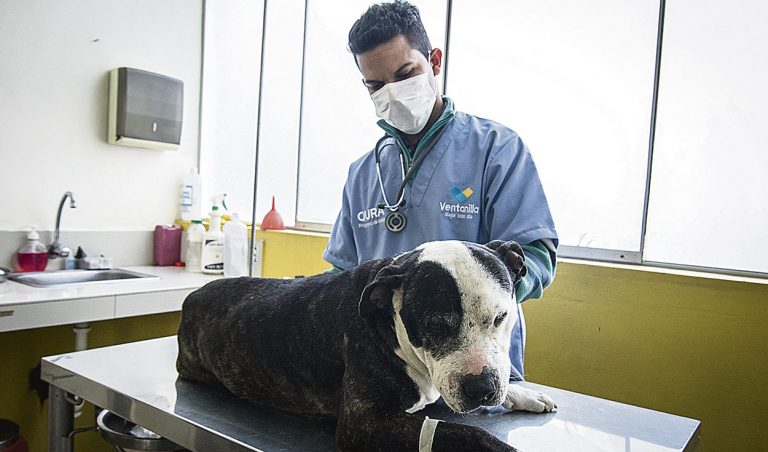 Los veterinarios piden que se les reconozca como profesión de riesgo