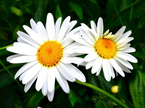 MARGARITAS MARGARITAS