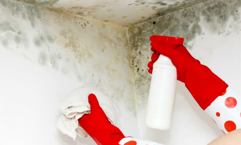Cómo eliminar el moho