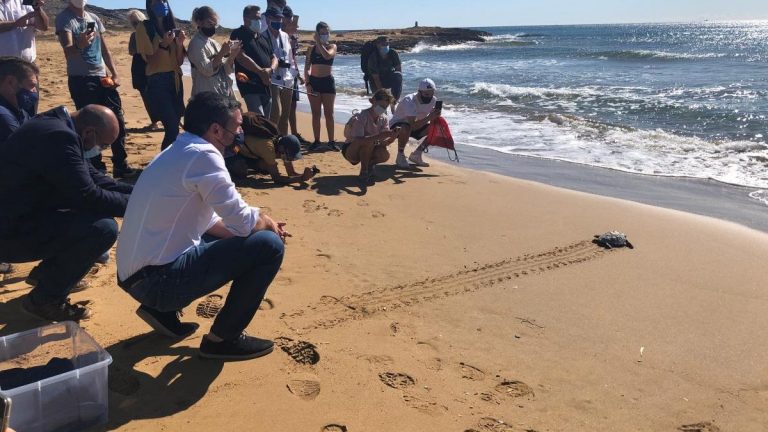 Murcia devuelve al mar diez ejemplares de tortuga boba