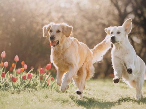 Perrotón Madrid 2021