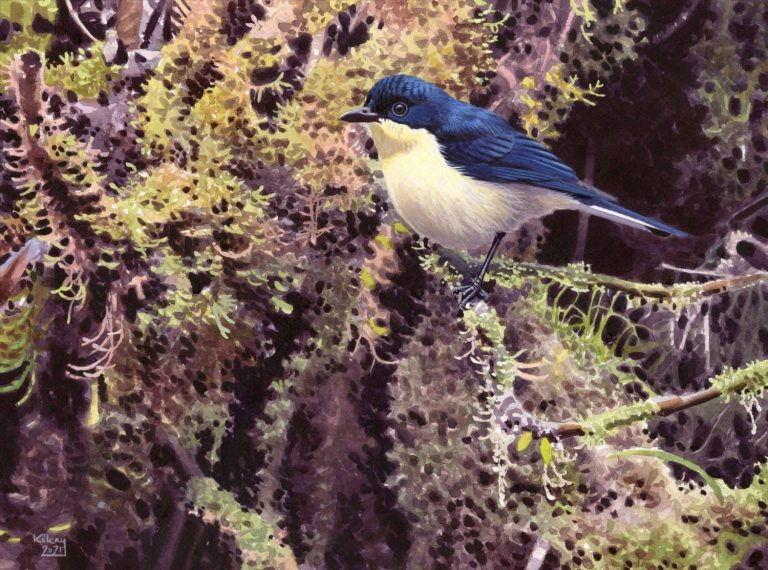 Descubren una nueva especie de ave en los bosques nubosos de Papúa