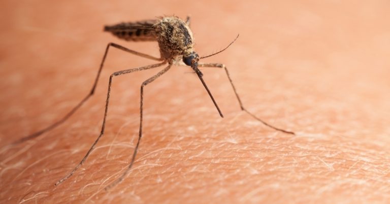 Picaduras de mosquito: señales que te avisan de que eres alérgico