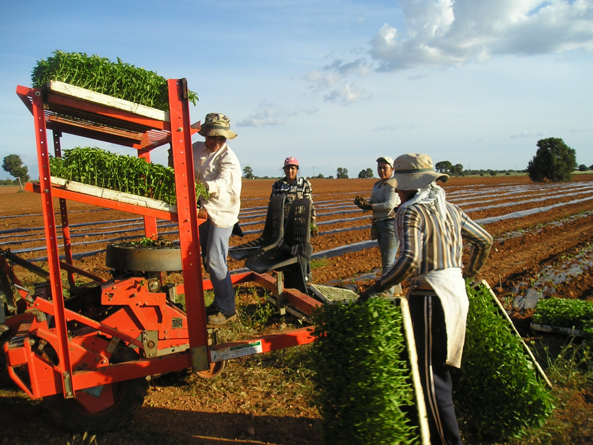 Qué es el sector primario