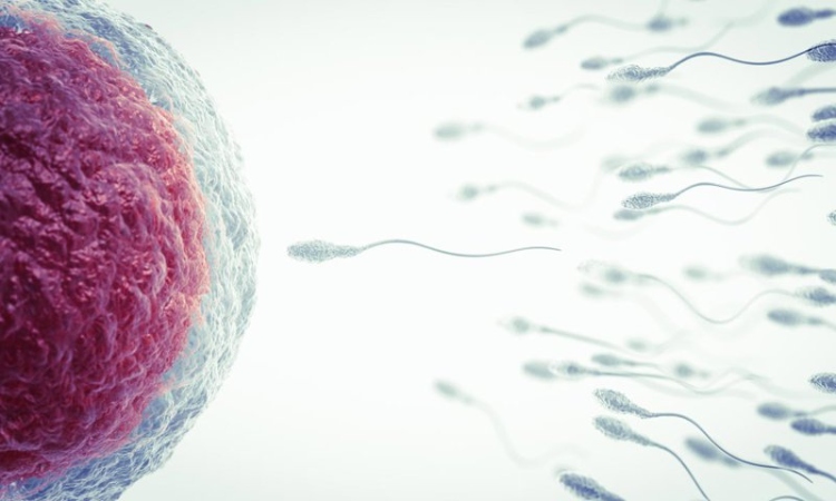 Qué es la fecundación in vitro 2 Qué es la fecundación in vitro