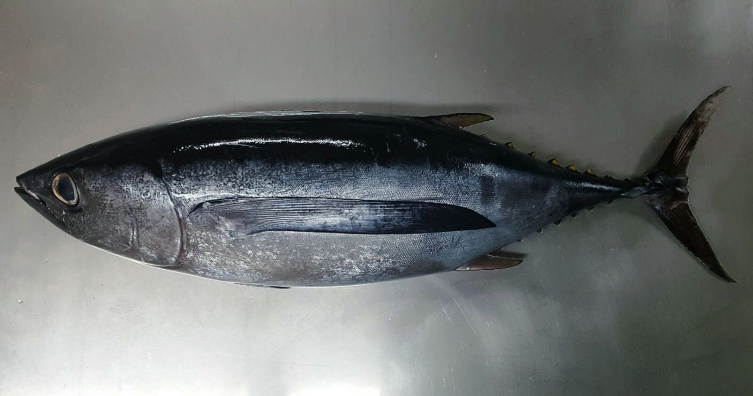 Qué es mejor, el atún o el bonito