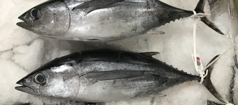 Qué es mejor, el atún o el bonito