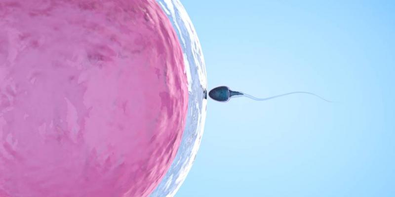 Qué es ser donante de óvulos