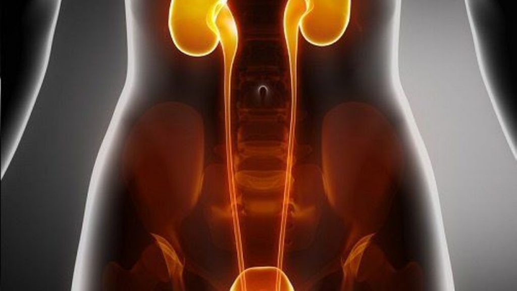 ¿Cómo es el funcionamiento de los riñones?