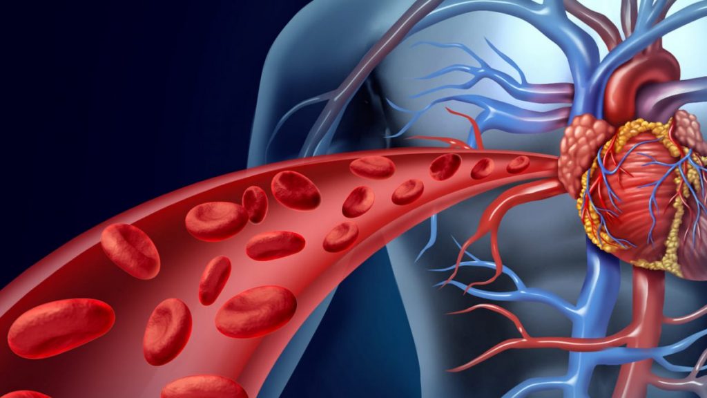 El sistema circulatorio sufre con el calor