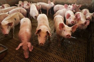 Unión de Uniones llama a paliar la reducción de las exportaciones porcinas a China