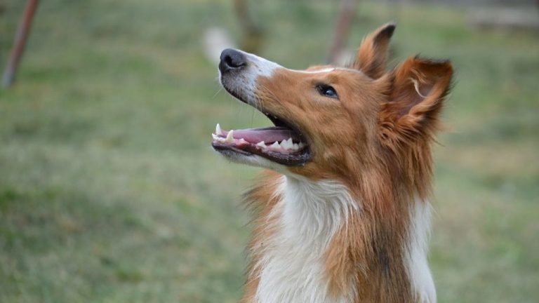 El ICOVV piden al Gobierno crear un cuerpo de peritos para juicios por casos de maltrato animal