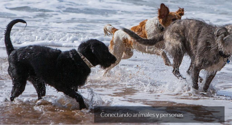 Sentido Animal apuesta por una educación canina integral y personalizada que te ayuda a comprender al perro