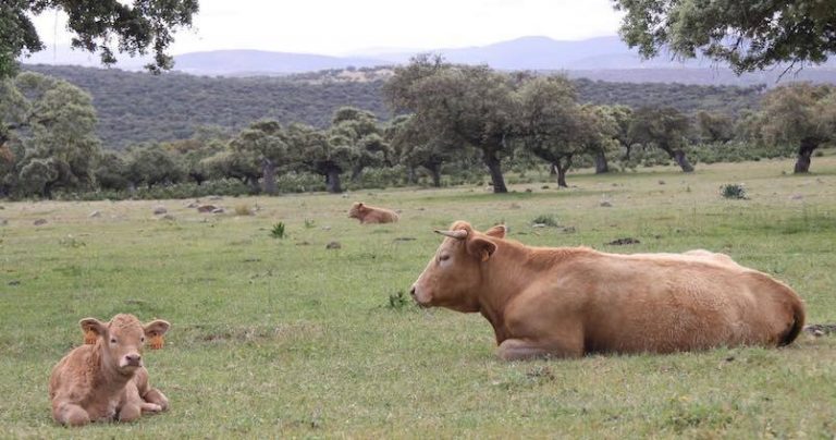 Madrid defiende la ganadería extensiva