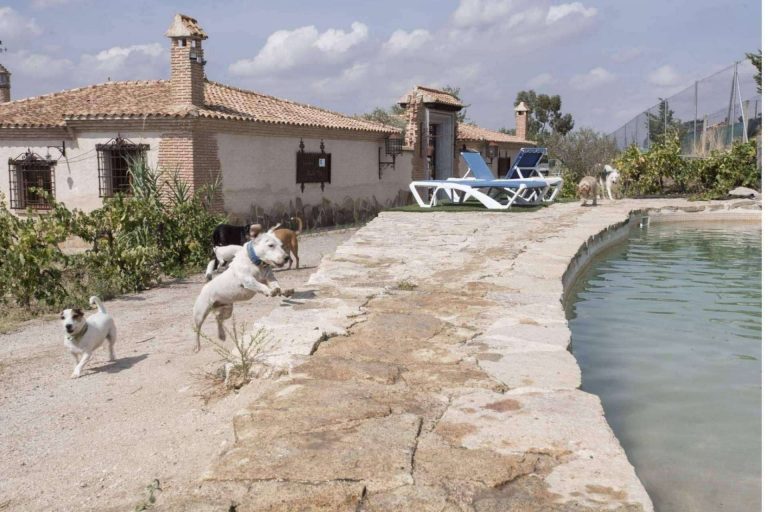 PERROBUENO, la guardería de día en Madrid donde los perros recibirán los mejores cuidados