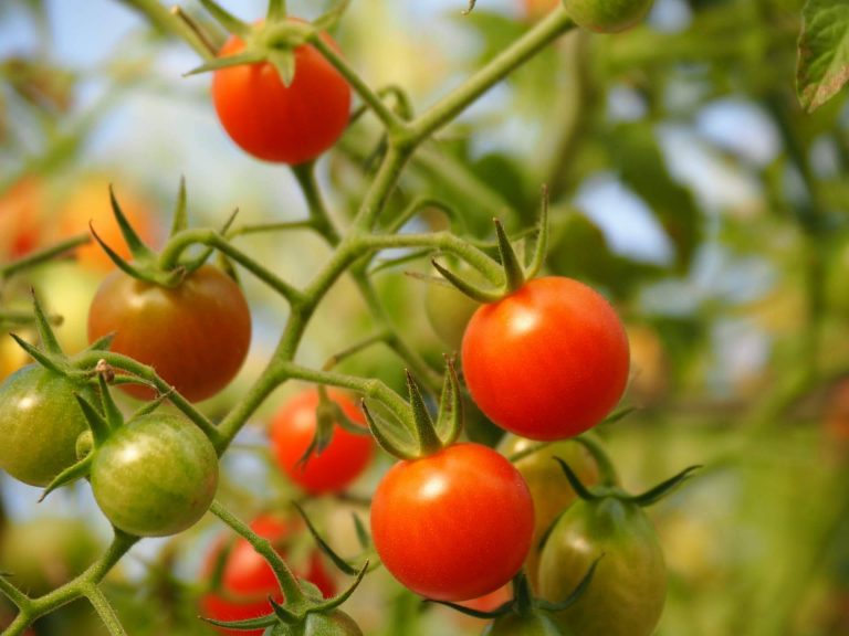 Las propiedades del tomate ecológico: EcoSarga