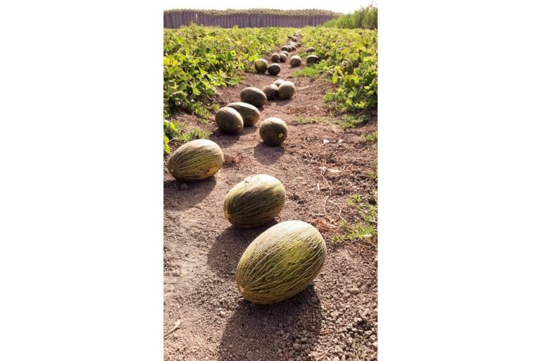 Los melones gourmet de Cítricos y Delicias