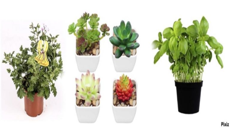 Amazon: plantas naturales y artificiales a precios increíbles para decorar tu hogar