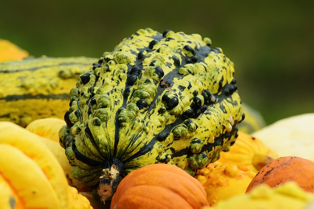 calabaza