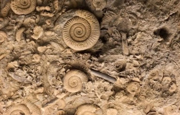 Un tesoro de fósiles marinos jurásicos aflora en una cantera inglesa