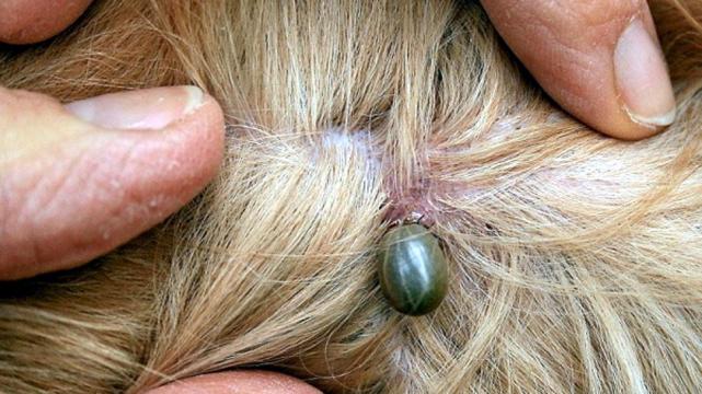 Cómo eliminar las garrapatas 3 Consulta con un veterinario en caso extremo