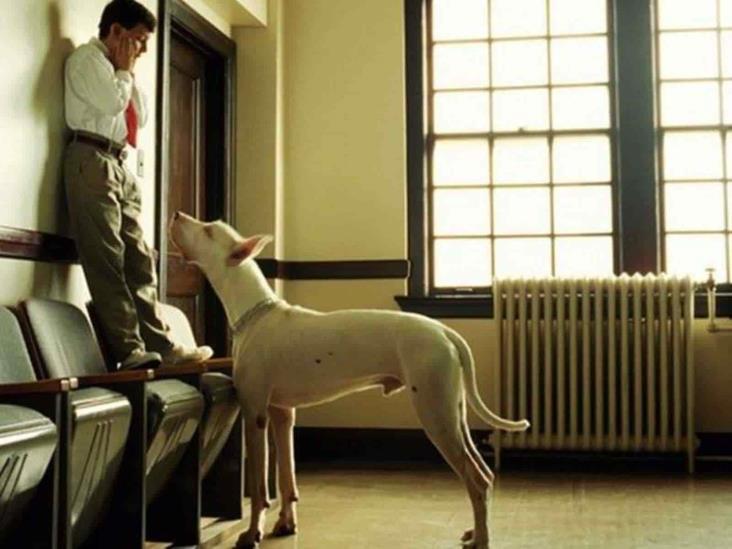 ¿Por qué tenerle miedo a los perros? 