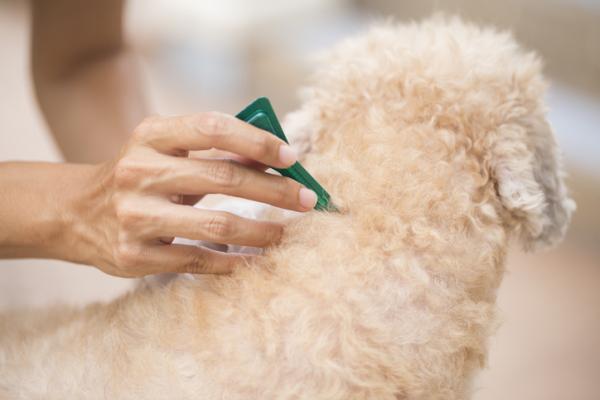 Cómo eliminar las garrapatas 2 ¿Qué hacer si mi mascota tiene garrapatas?