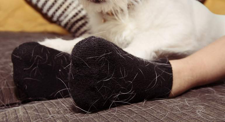 Casa y ropa libre de pelo de gato 