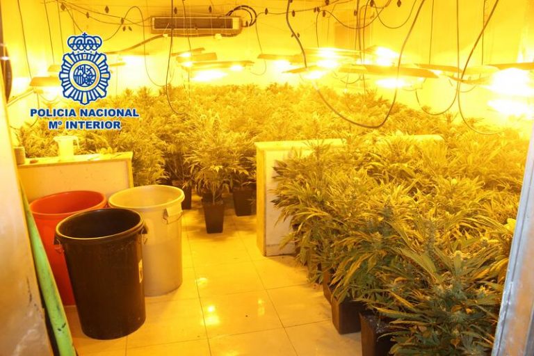 Cinco detenidos y dos nuevas viviendas dedicadas al cultivo de marihuana desmanteladas en Almería