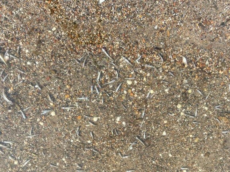 El IEO ve precipitado achacar la mortandad de peces en el Mar Menor al aumento de la temperatura