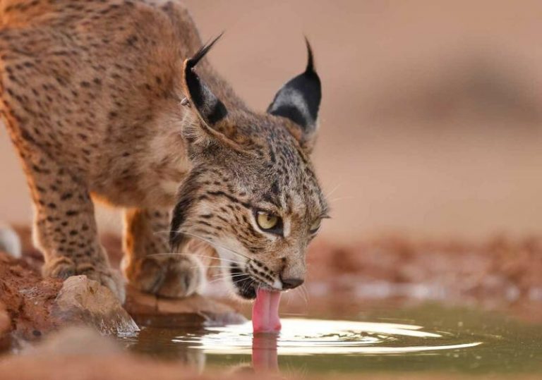La Casa de la Moneda acuñará una colección de 12.000 monedas dedicadas al lince ibérico