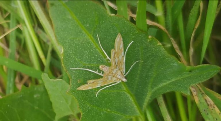 Detectan una nueva especie de mariposa nocturna en la Albufera valenciana