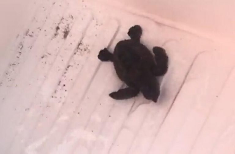 Nacen los 8 primeros ejemplares de tortuga boba en la playa de Mojácar