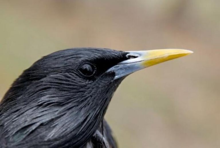 Los estorninos cambian de estrategia para buscar pareja