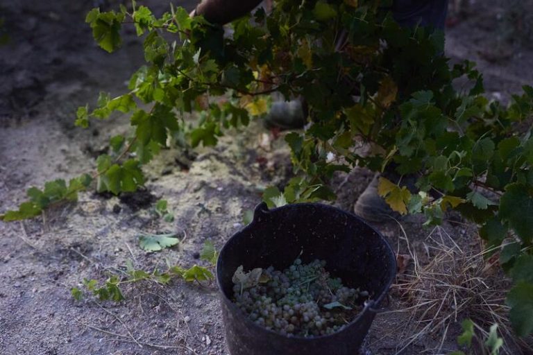 Cooperativas Agro-alimentarias de España prevé una vendimia en España corta