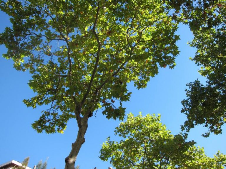 Identifican 15 acciones para adaptar las ciudades al cambio climático