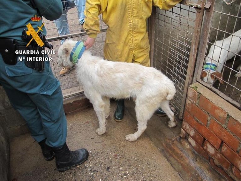 Detenida una persona e investigadas otras 3 por cortar las orejas y el rabo a 107 animales