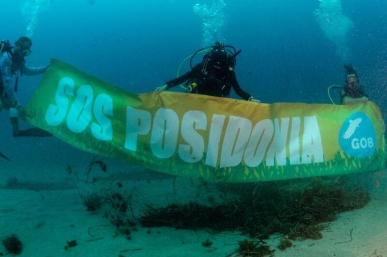 El GOB documenta el impacto de vertidos sobre la posidonia en la bahía de Sóller