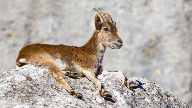 Artemisan realizará un estudio científico sobre la cabra montés en España