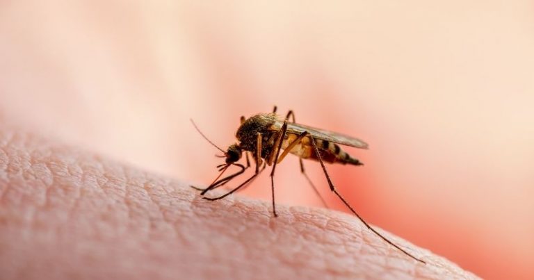 Cómo protegerte del mosquito que transmite la fiebre del Nilo
