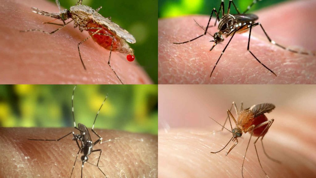 ¿Cuántas especies de mosquitos hay que trasmiten la fiebre del Nilo o el dengue u otro virus?