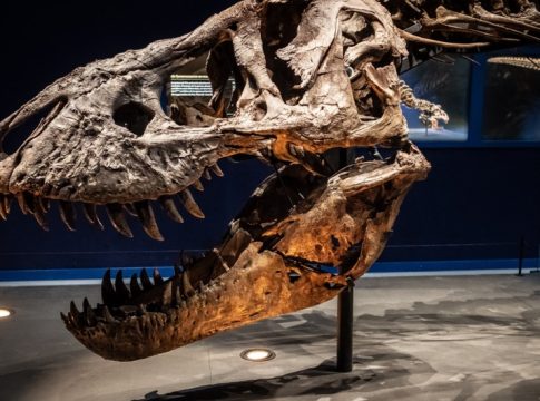 El estudio de los cerebros de los tiranosaurios muestra más variación de lo que se pensaba