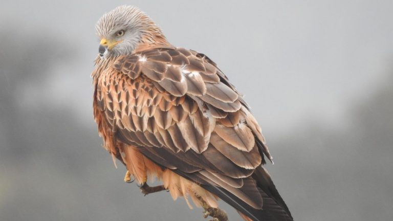 El milano real mejora su conservación en Baleares, tras casi extinguirse