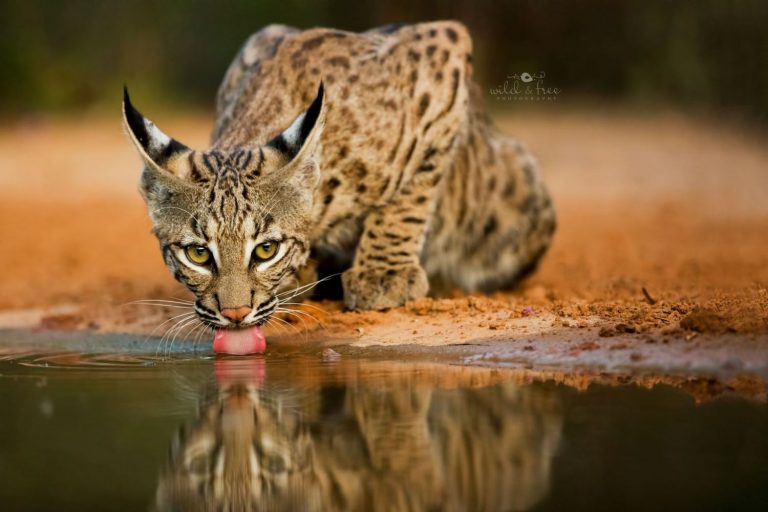 En España hay más de 85.000 especies de animales, hongos y plantas