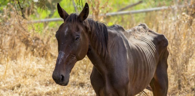 Investigan a un hombre por tener a un caballo en malas condiciones