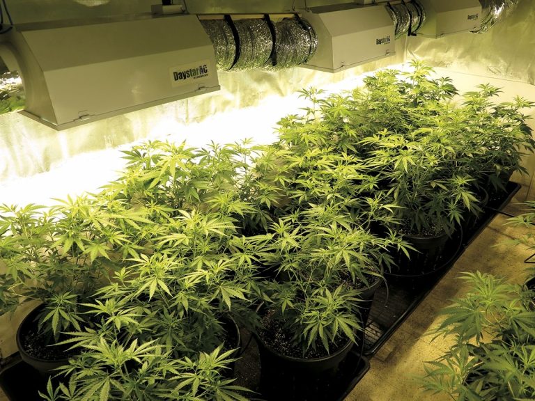 La Policía desmantela dos plantaciones de marihuana en Puerto Real y Jerez